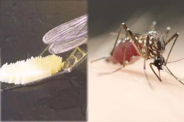 ஒரே நேரத்தில் இவ்வளவு முட்டையிட்டா நோய் வராமல் இருக்குமா? இணையத்தில் வைரலாகும் கொசுவின் காணொளி