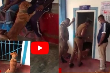 තම ස්වාමියා සිරකුටියෙන් නිදහස් කරගෙන ගෙදර එක්කන් ගිය අරුම පුදුම සුනඛයා..සංවේදී වීඩියෝවක්.(VIDEO)