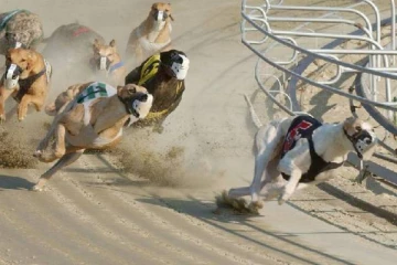 நியூசிலாந்தில் பிரபலமான ஓட்டப்பந்தயத்திற்கு விதிக்கப்பட்ட தடை!