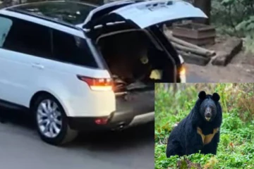 பல லட்சம் மதிப்பிலான காரை நாசம் செய்த கரடி... அமெரிக்காவில் சம்பவம்