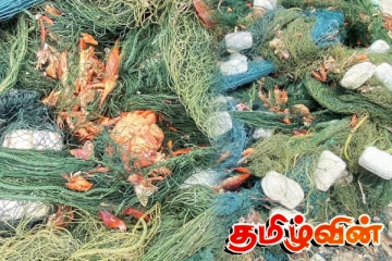 மன்னாரில் வலைகளில் சிக்கும் ஒரு வகையான சிவப்பு நண்டு: கடற்றொழிலாளர்கள் கவலை