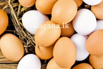 උත්සව සමයේ බිත්තර මිලට වෙන්න යන දේ ගැන ඇමති කියයි - කුකුළු මස් ගැනත් තීරණයක්?.