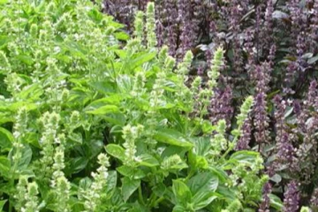 இந்த ஒரு இலை சாப்பிட்டால் போதும்.. உயிரை பறிக்கும் கொடிய நோய்களை விரட்டி விடலாம்!