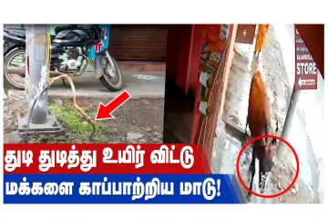 துடிதுடித்து உயிர்விட்டு மக்களை காப்பாற்றிய மாடு!