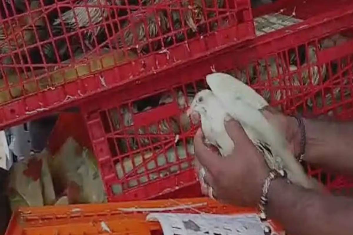 கற்பிட்டியில் 200 புறாக்களுடன் நால்வர் கைது | Four Arrested With 200 Pigeons In Kalpitiya கற்பிட்டியில் 200 புறாக்களுடன் நால்வர் கைது | Four Arrested With 200 Pigeons In Kalpitiya