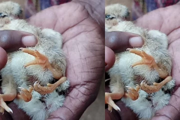 யாழில் வித்தியாசமாக பிறந்த கோழி குஞ்சு! ஆச்சரியத்தில் மக்கள்!