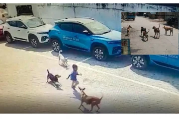 ஐதராபாத்தில் தெருநாய் கொலைவெறித் தாக்குதல் - தெருநாய்களை விரட்ட ஒடிசா அரசு திட்டம்...!