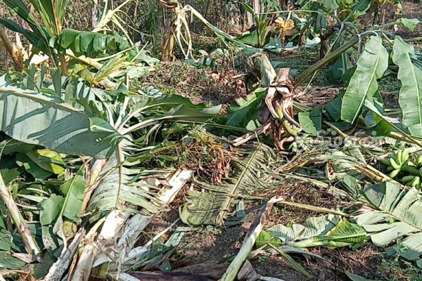 கிளிநொச்சியில் தீவிரமடையும் யானைகளின் அட்டகாசம்: விடுக்கப்பட்ட கோரிக்கை | Elephant Violence Intensifies In Kilinochchi