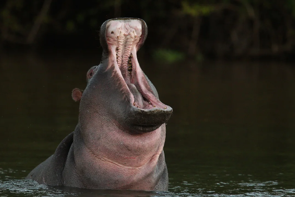 hippopotamuses