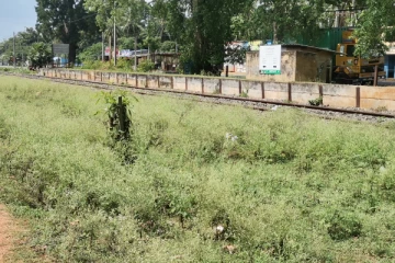 வவுனியாவை ஆக்கிரமித்துள்ள பார்த்தீனிய களை (Video)