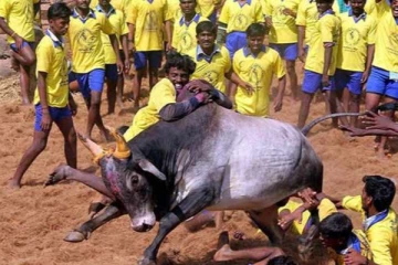 கொம்பு சீவி வந்து நிக்கும் எங்க முத்துக் காளை:  ஜல்லிக்கட்டில் நாட்டு மாடுகளுக்கு மட்டும்  அனுமதி- நீதிமன்றம்  உத்தரவு