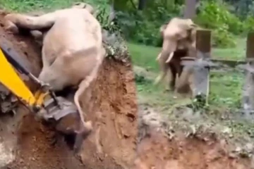 2 மில்லியன் பேரை நெகிழ வைத்த காணொளி! குழிக்குள் விழுந்த குட்டியானை என்ன செய்தது?