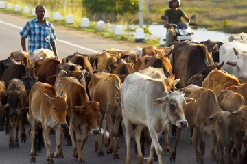மேய்ச்சல் தரையின்றி இன்னல்களை அனுபவிக்கும் பண்ணையாளர்கள் : நிரந்தர தீர்வு வேண்டுமென கோரிக்கை!