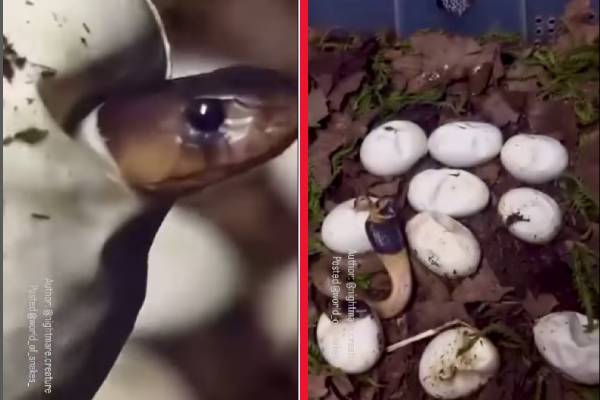 முட்டையில் இருந்து வெளிவரும் நாகப் பாம்பு குட்டிகள்... மெய்சிலிர்கும் வைரல் காட்சி! | Cobra Eggs Are Hatching Video Goes Viral