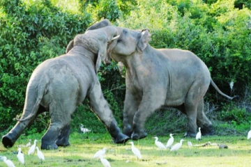 இலங்கையில் காதலுக்காக சண்டை போடும் யானைகள் - அதிசயிக்கும் மக்கள்