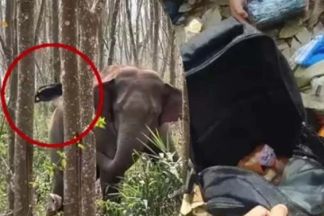 காலடியில் கிடந்த பையை அசால்ட்டாக எட்டி உதைத்த யானை... உள்ளே காத்திருந்த பேரதிர்ச்சி