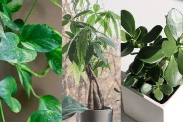 இந்த செடிதான் பணக்கார யோகம் தரும் - மணி பிளாண்ட் இல்லை