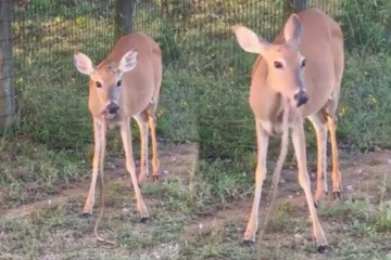 பாம்பை நூடுல்ஸ் போன்று சாப்பிட்ட மான்! நம்பமுடியாத அதிர்ச்சி காட்சி