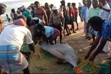 வலையில் சிக்கிய அரியவகை டால்பின்கள்., மீண்டும் கடலில் விட்ட மீனவர்களுக்கு பரிசு!