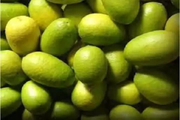 உடலில் பல நோய்களை கட்டுக்குள் வைத்திருக்கும் கஜி நேமு எலுமிச்சை?