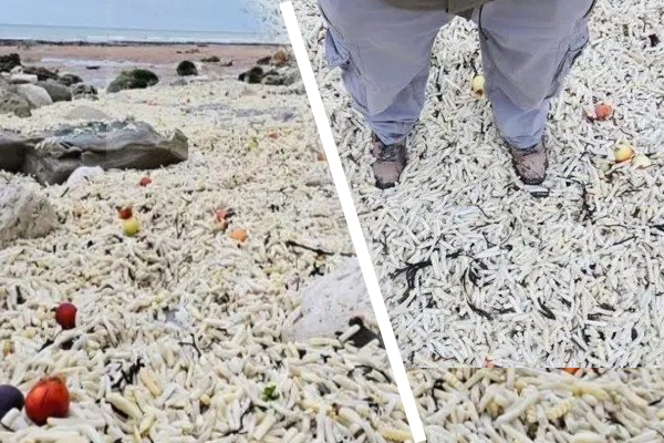 Eastbourne கடற்கரையில் ஆயிரக்கணக்கான சிப்ஸ் பாக்கெட்டுகள் | 1000 Of Packets Of Crisps On Eastbourne Beach