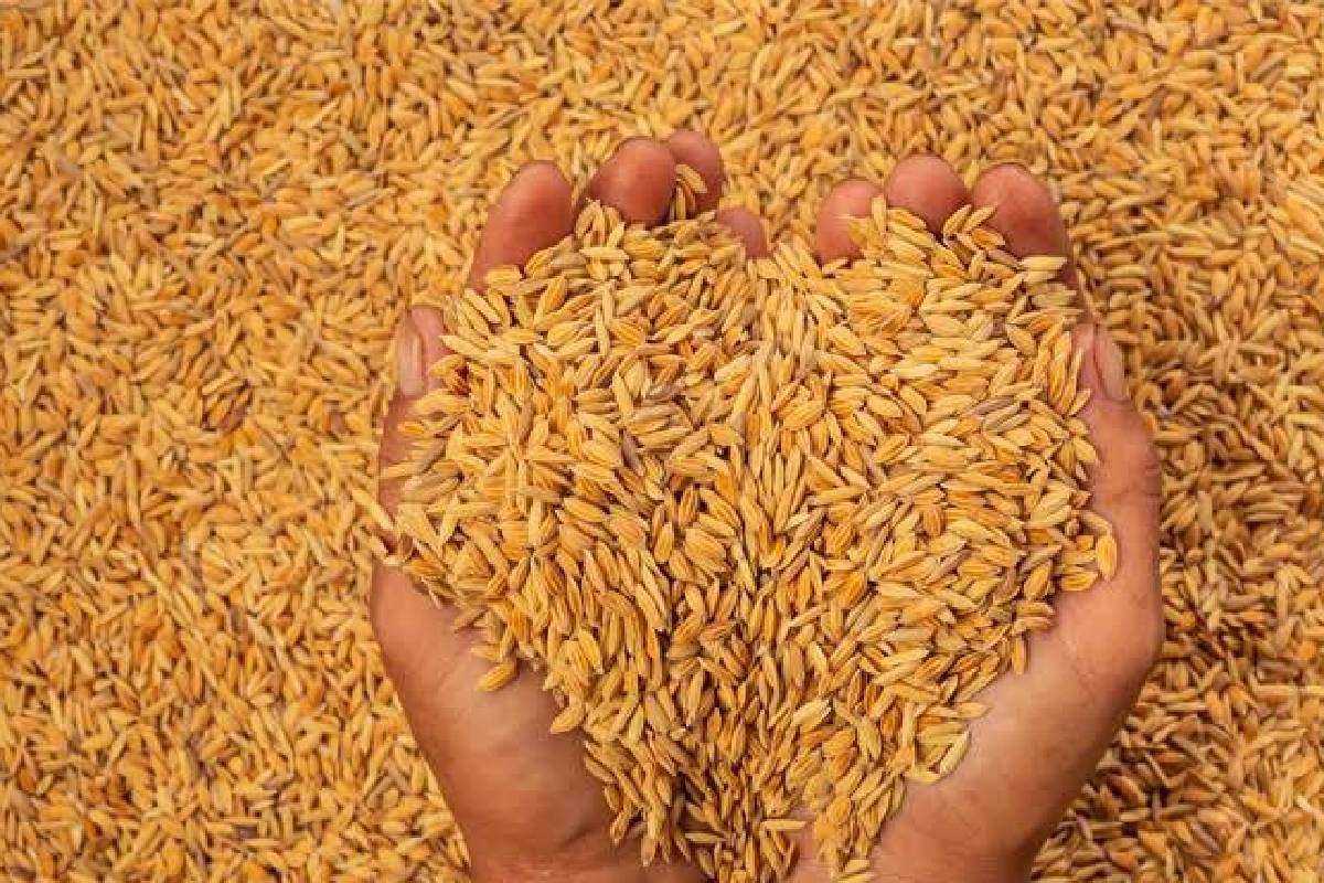 கிளிநொச்சியில் நெல் கொள்வனவுக்கு விண்ணப்பங்கள் இன்று முதல் வழங்கல் | Farmers Kilinochchi Facilitate Procurement Paddy