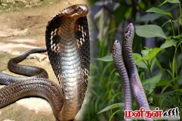 ஆக்ரோஷமாக மாறும் பாம்புகள்... எச்சரிக்கும் வனத்துறை! என்ன காரணம் தெரியுமா?