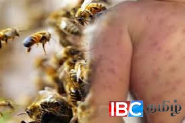 பல்கலைக்கழக மாணவர்களை கலைத்து கலைத்து கொட்டிய குளவிகள்