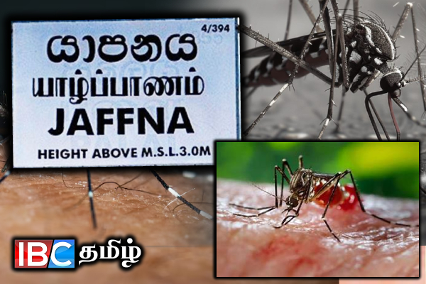 யாழ். மக்களிடம் பணிப்பாளர் வைத்தியர் கேதீஸ்வரன் விடுத்துள்ள கோரிக்கை | Dengue Prevention And Control Program In Jaffna