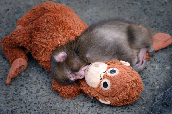 ஜப்பானில் பொம்மையைத் தாயாகக் கருதிய குரங்குக்குட்டி ; இணையத்தை உருக்கிய காட்சி | Baby Monkey In Japan Considers Toy As Mother