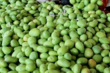 இந்திய மாம்பழங்களை அதிகமாக இறக்குமதி செய்யும் மத்திய கிழக்கு நாடு எது தெரியுமா?