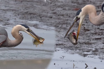 Viral Video: நாரையின் கம்பீரமான மீன் வேட்டை! எவ்வளவு பெரிய மீன் பாருங்க