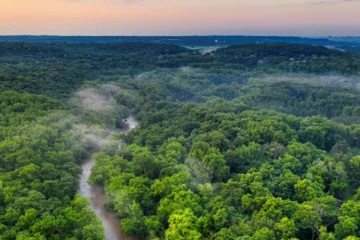 உலகில் காடுகளே இல்லாத 4 நாடுகள்.., எது எது தெரியுமா?