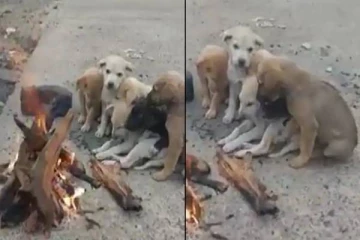 கடும் குளிரில் நடுங்கிய நாய்குட்டிகள்.. குளிர் காய வைத்த நபர்! நெகிழ வைத்த காணொளி!