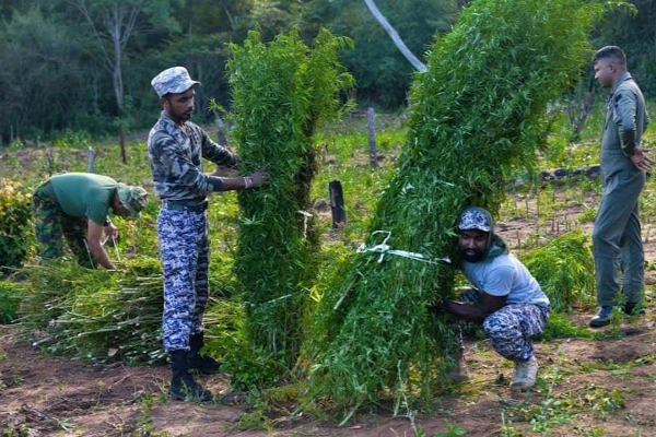 இலங்கையில் முதல்முறை: ஹெலிகொப்டர் மூலம் எடுத்து செல்லப்பட்ட பெருமளவு பொருள்! | Sri Lanka Ampara Cannabis Helicopter இலங்கையில் முதல்முறை: ஹெலிகொப்டர் மூலம் எடுத்து செல்லப்பட்ட பெருமளவு பொருள்! | Sri Lanka Ampara Cannabis Helicopter