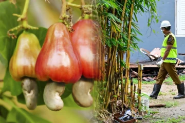 பசியால் முந்திரி பழம் பறித்தவர் சுட்டுக்கொலை - இலங்கையில் நடந்த அதிர்ச்சி சம்பவம்