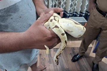 சட்டவிரோதமாக நாட்டுக்குள் வந்த வெளிநாட்டு மலைப்பாம்புகள்!