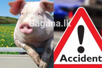 ඌරෙක් නිසා පුද්ගලයකුට දිවි අහිමිවෙයි...!