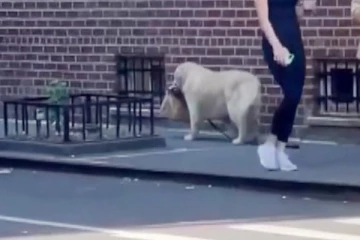 பலரையும் வியக்கவைக்கும் ஐந்தறிவு ஜீவன்