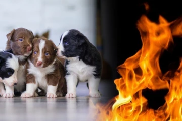 யாழில் நடந்த கொடூர செயல் - நபர் ஒருவரின் அதிர்ச்சிச் செயல்