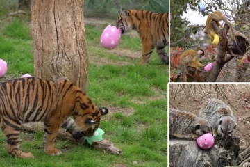 விலங்குகளுக்கு வழங்கப்பட்ட ஈஸ்டர் முட்டைகள்..!நெகிழ வைத்த லண்டன் உயிரியல் பூங்கா