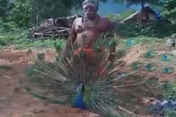 முதியவர் பாடிய முருகன் பாடலுக்கு நடனமாடிய மயில்!