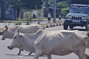 மட்டக்களப்பில் கட்டாக்காலி மாடுகளின் தொல்லை அதிகரிப்பு!விடுக்கப்பட்டுள்ள கோரிக்கை