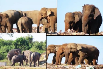 குப்பைகளை உண்ண வரும் யானைகள்: அச்சுறுத்தலுக்கு உள்ளாகும் விவசாயிகள் (Video)
