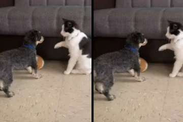 பூனைக்கு நாய்க்கு உண்டாகும் செல்ல சண்டை - காண்போரை ரசிக்க வைத்த அழகிய காணொளி!