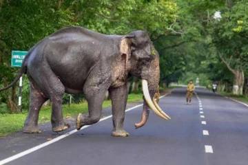 திருகோணமலையில் காட்டு யானை தாக்கி ஒருவர் உயிரிழப்பு