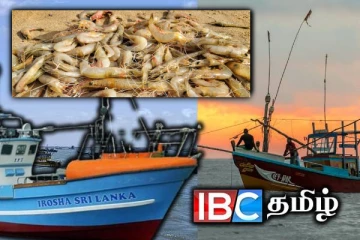 அத்துமீறும் இந்திய படகுகள் - யாழ் வடமராட்சி கடலில் அதிகளவாக சிக்கும் இறால்