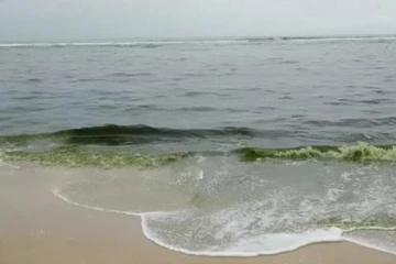 இலங்கையில் திடீரென கரும் பச்சை நிறமாக மாறிய கடல்!
