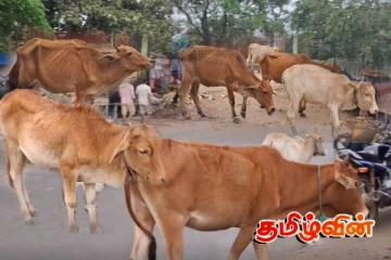 களுவாஞ்சிகுடி நகர் பகுதியில் அதிகரித்துள்ள கட்டாக்காலி மாடுகளின் நடமாட்டம்