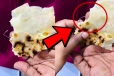 කන්න ගත්ත බිත්තර රොටියේ යකඩ කෑල්ලක් - ජනප්‍රිය අවන්හලේ දරුණු ප්‍රශ්ණයක් [PHOTO]